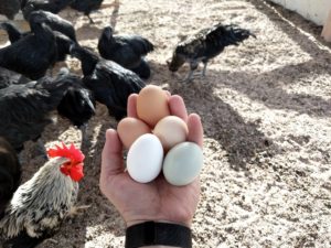 Sell Chicken Eggs and Meat - Homeschool Mom Side Hustle